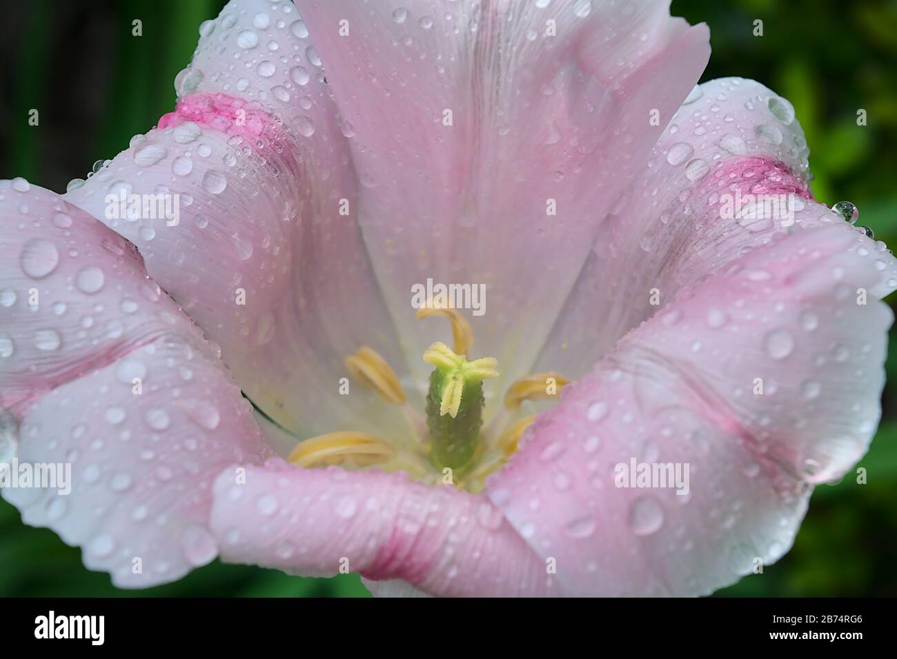 Une vue rapprochée d'un Lillium 'Stargazer' Lily qui est un Lily de la variété orientale, parfois mal appelé un rubrum Lillies. Toxique Banque D'Images