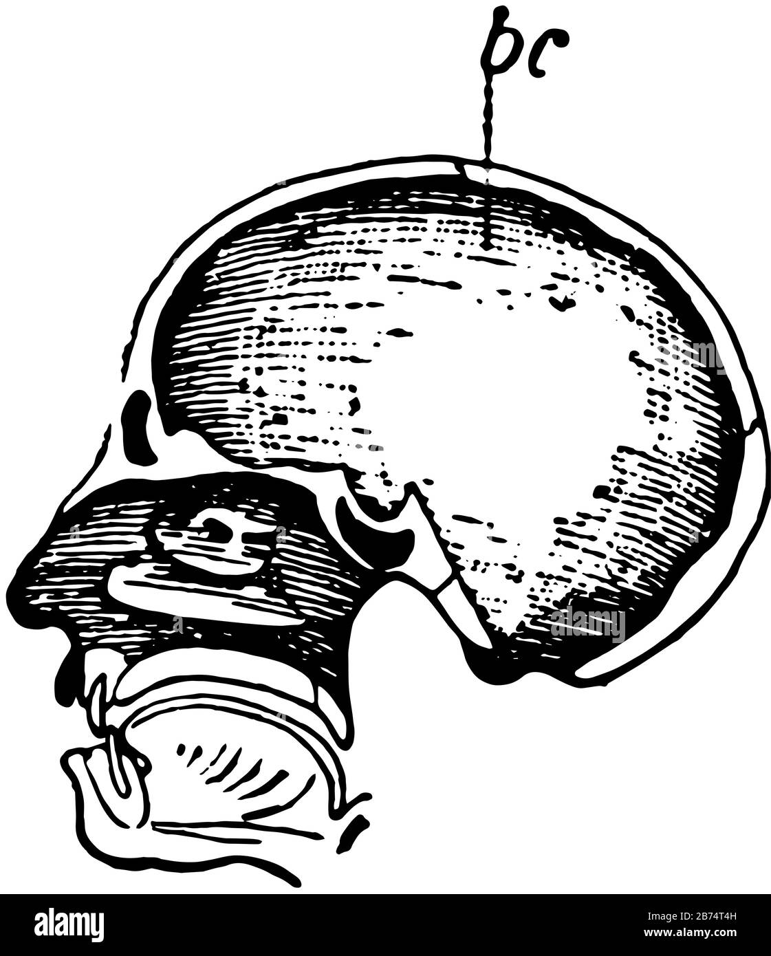 Cette illustration représente le crâne humain, le dessin de ligne vintage ou l'illustration de gravure. Illustration de Vecteur