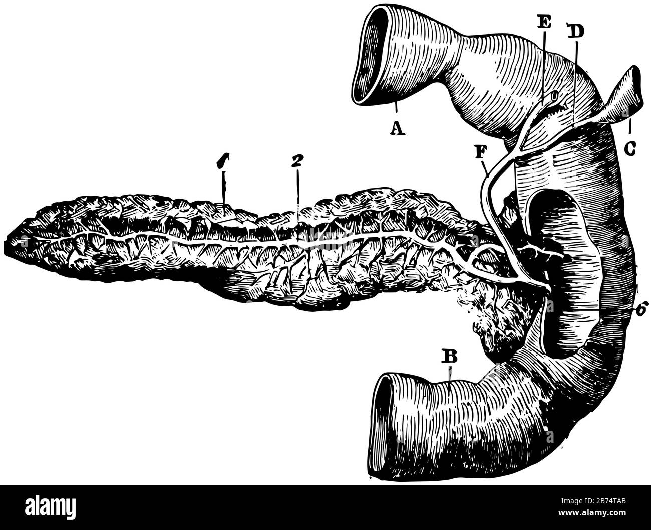 Cette illustration représente la vue postérieure Du Pancréas, le dessin de lignes anciennes ou l'illustration de gravure. Illustration de Vecteur