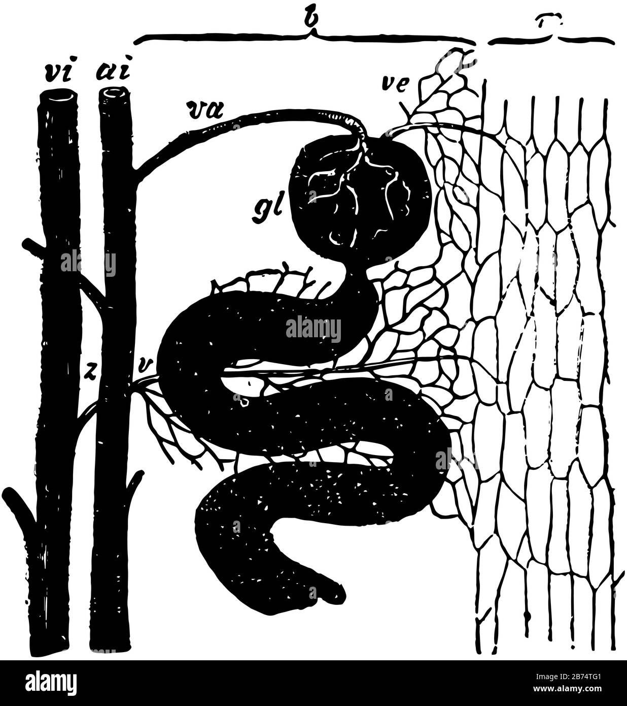 Cette illustration représente la circulation du rein, le dessin de lignes anciennes ou l'illustration de gravure. Illustration de Vecteur