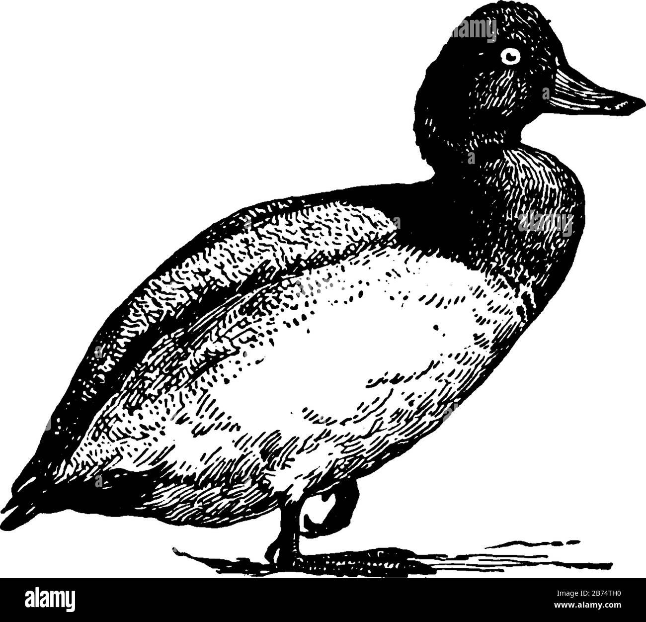 Scaup Duck est un visiteur d'hiver aux États-Unis et en Europe du Sud, dessin vintage ou gravure d'illustration. Illustration de Vecteur