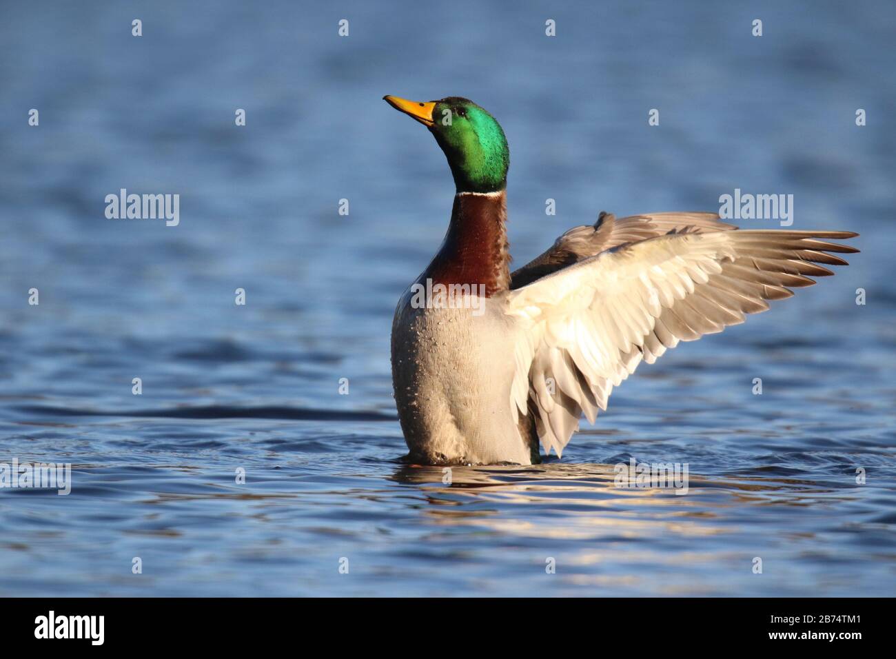 Un canard malard drake Anas platyrhynchos qui flait ses ailes sur un lac bleu en hiver Banque D'Images