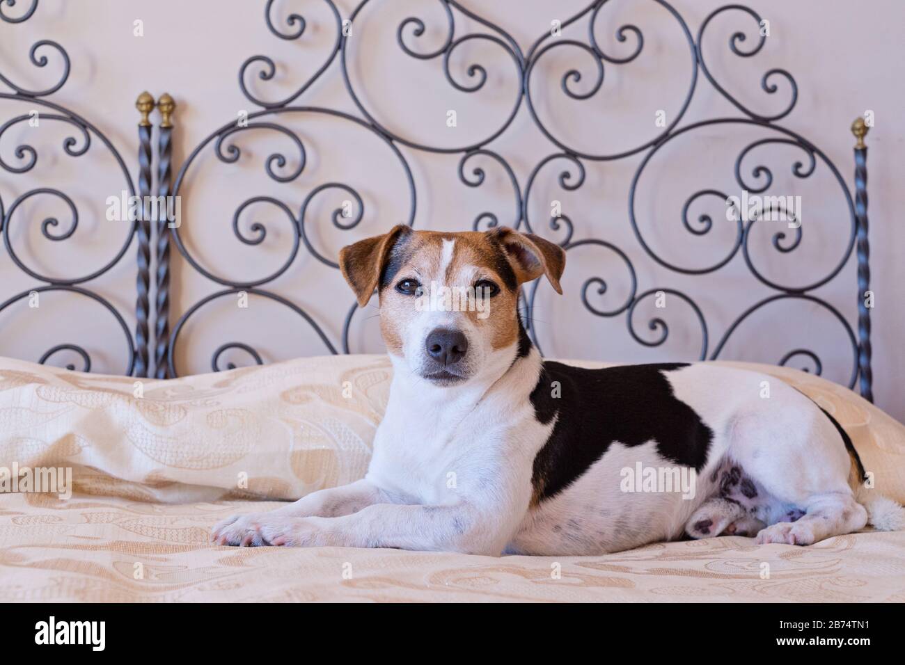 Chien Jack russell se trouve sur le lit en regardant l'appareil photo. Par concept d'hôtel convivial Banque D'Images