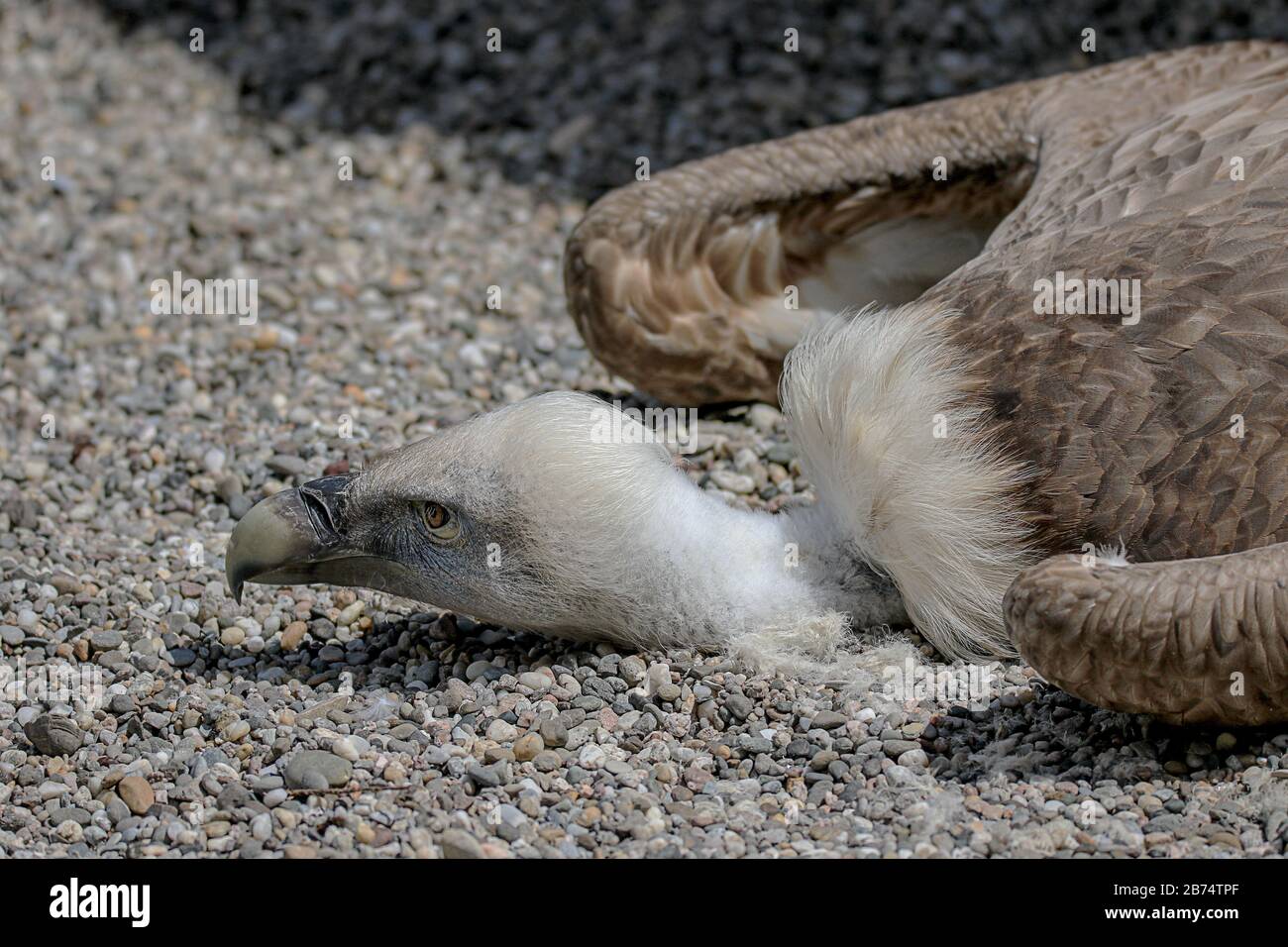 la vautour cinerous allongé dans le gravier reposant en grande chaleur Banque D'Images