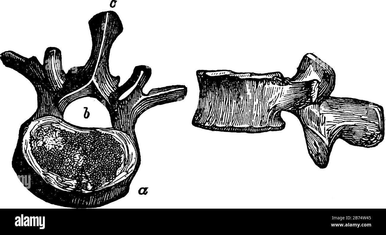 Cette illustration représente Deux Vues d'une Vertèbre, d'un dessin vintage ou d'une illustration de gravure. Illustration de Vecteur