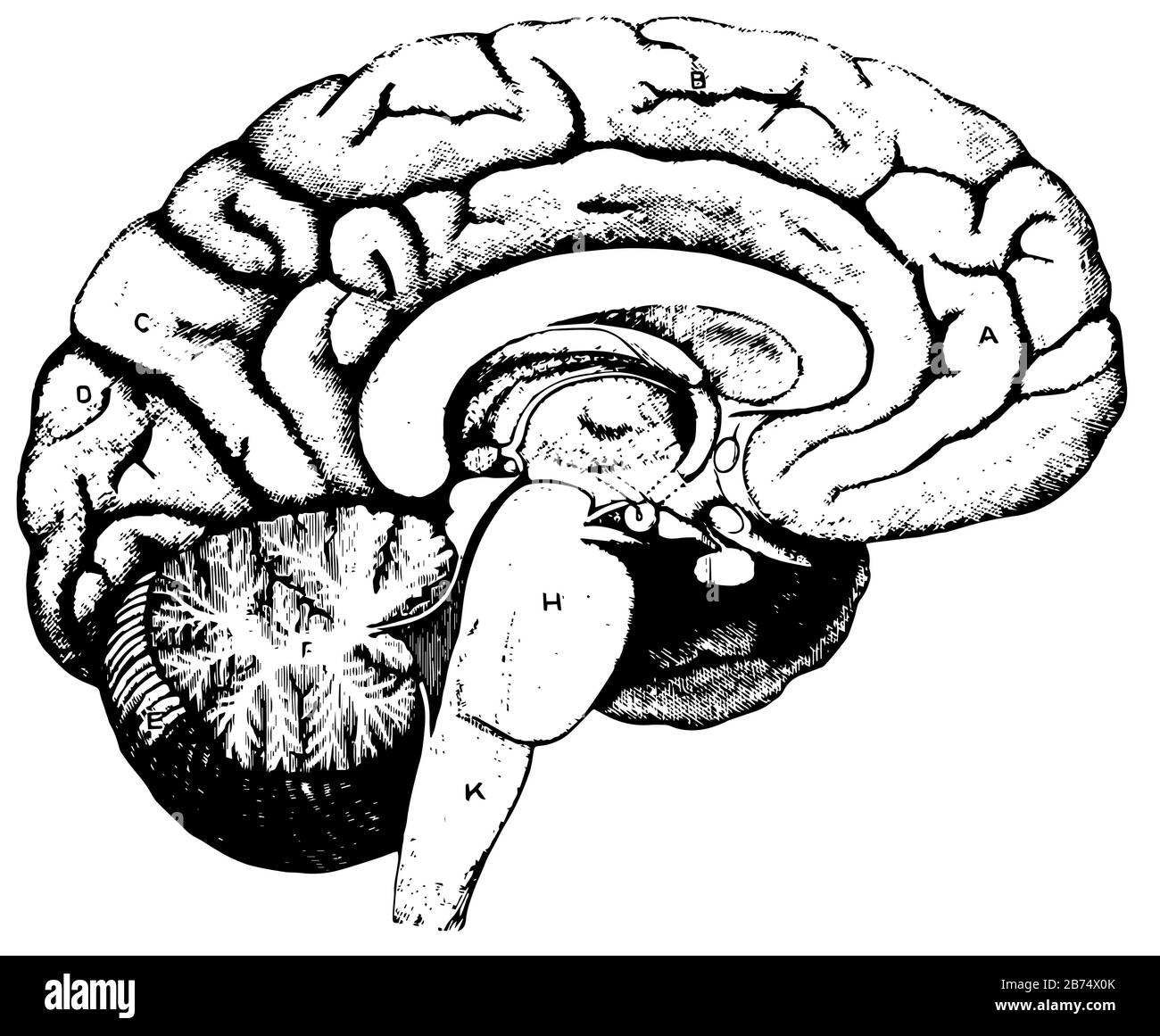 Amour frontal du cerebrum, dessin vintage ou illustration de gravure. Illustration de Vecteur