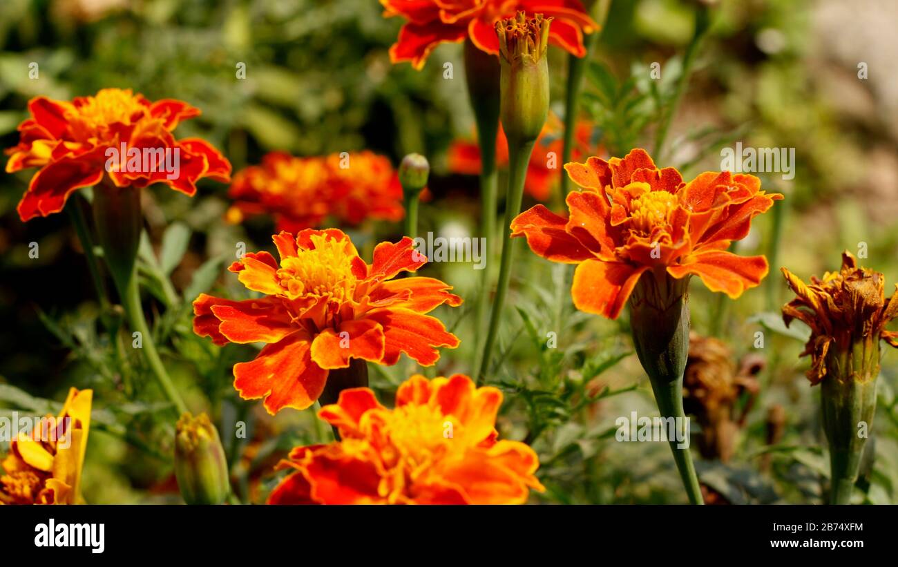 Bung Marigold Flower in Agriculture University Flowers Garden Banque D'Images