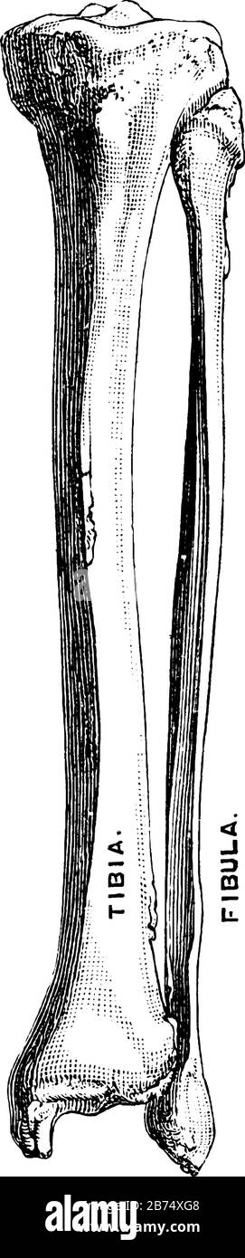 Anatomie osseuse du tibia Banque d'images vectorielles - Alamy
