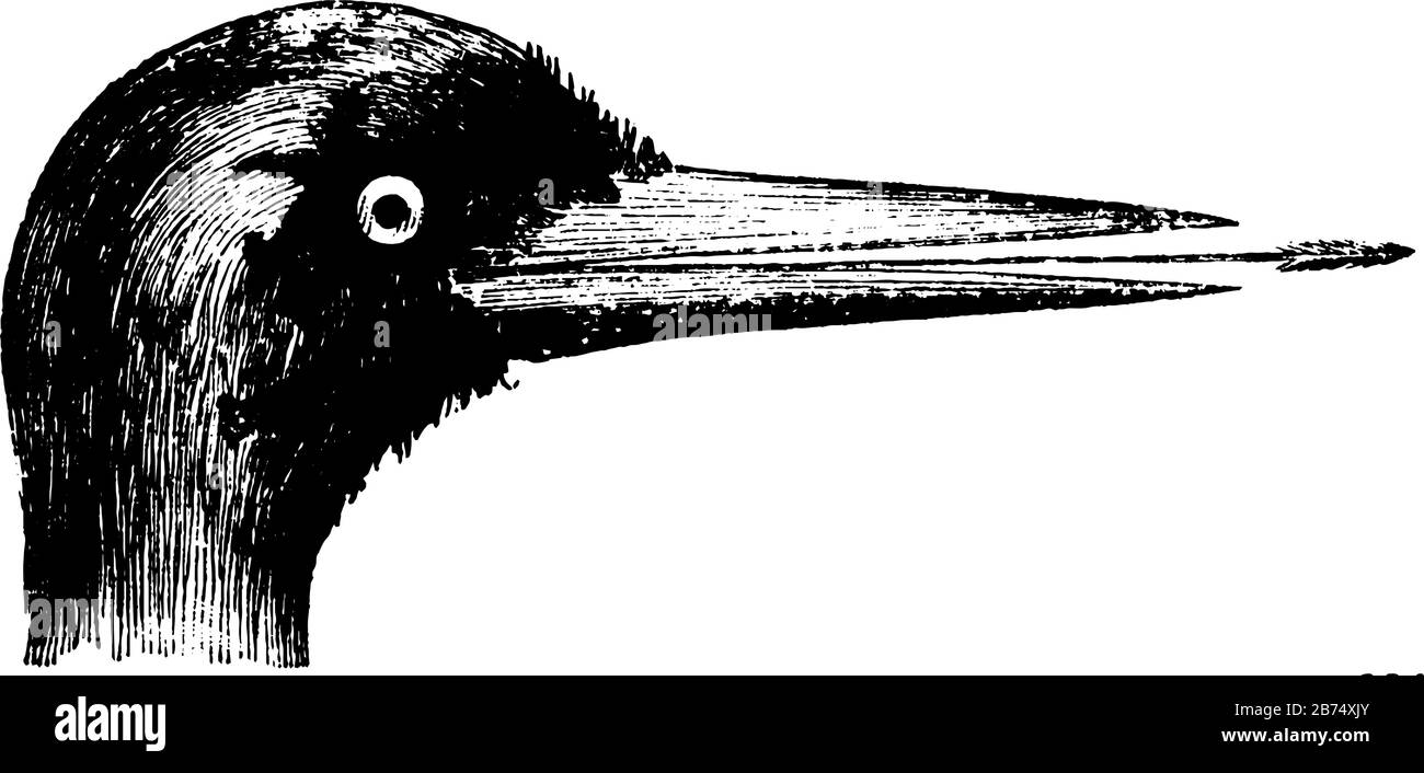 Cette image représente l'illustration de pic, de dessin vintage ou de gravure. Illustration de Vecteur