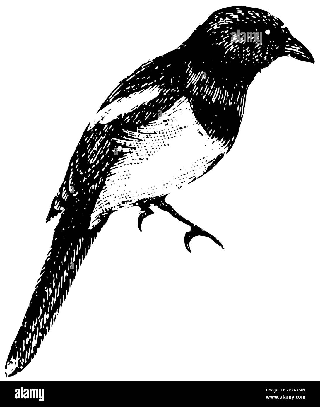 Magpie avec une queue beaucoup plus longue et graduée, dessin de ligne vintage ou illustration de gravure. Illustration de Vecteur