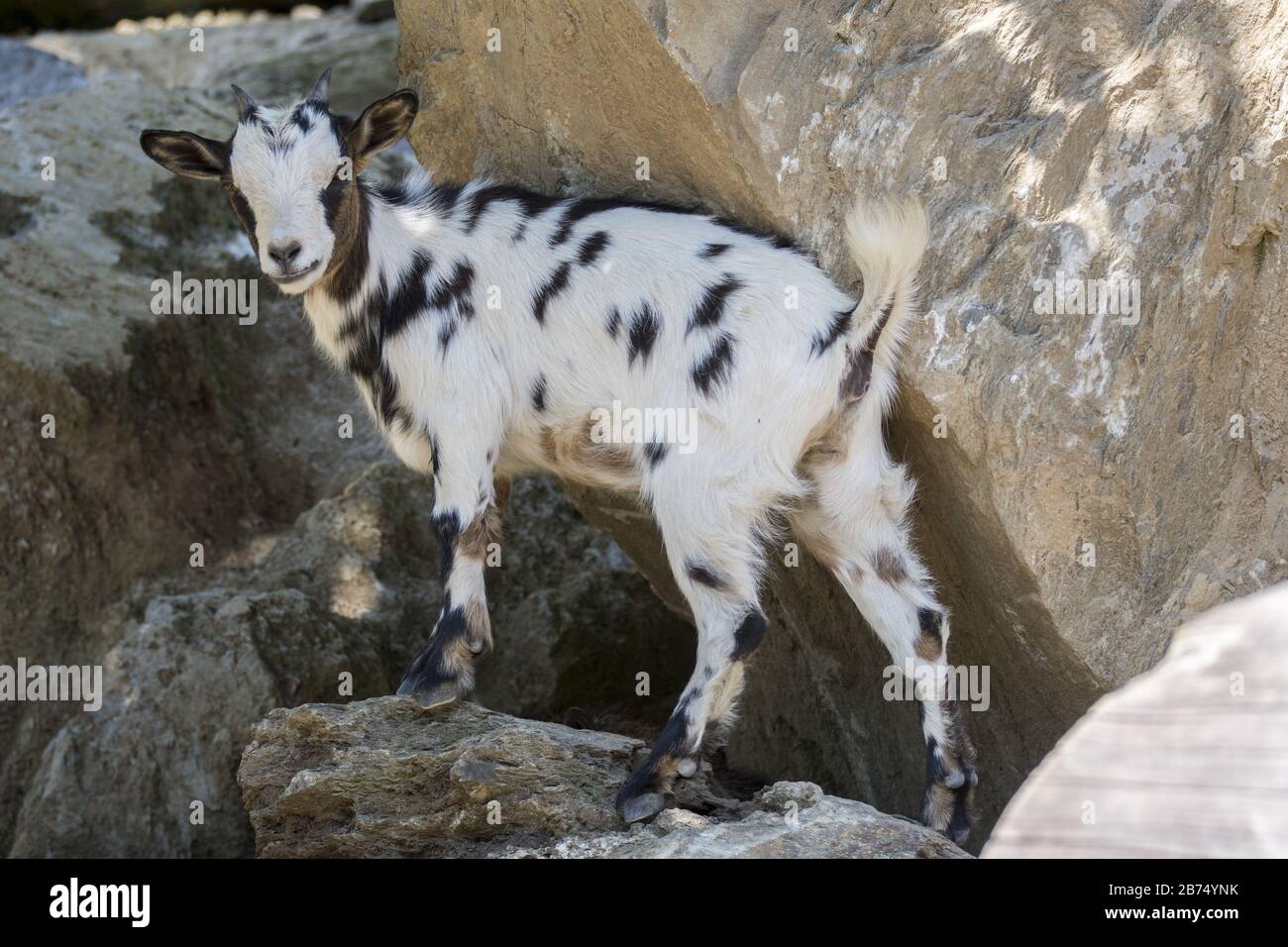 Petite chèvre mignonne près de grosses pierres pendant la journée Banque D'Images
