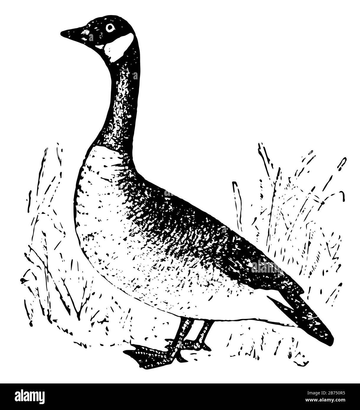 La Bernache sauvage est un oiseau à pieds de toile de la famille de canards, dessin de ligne vintage ou illustration de gravure. Illustration de Vecteur