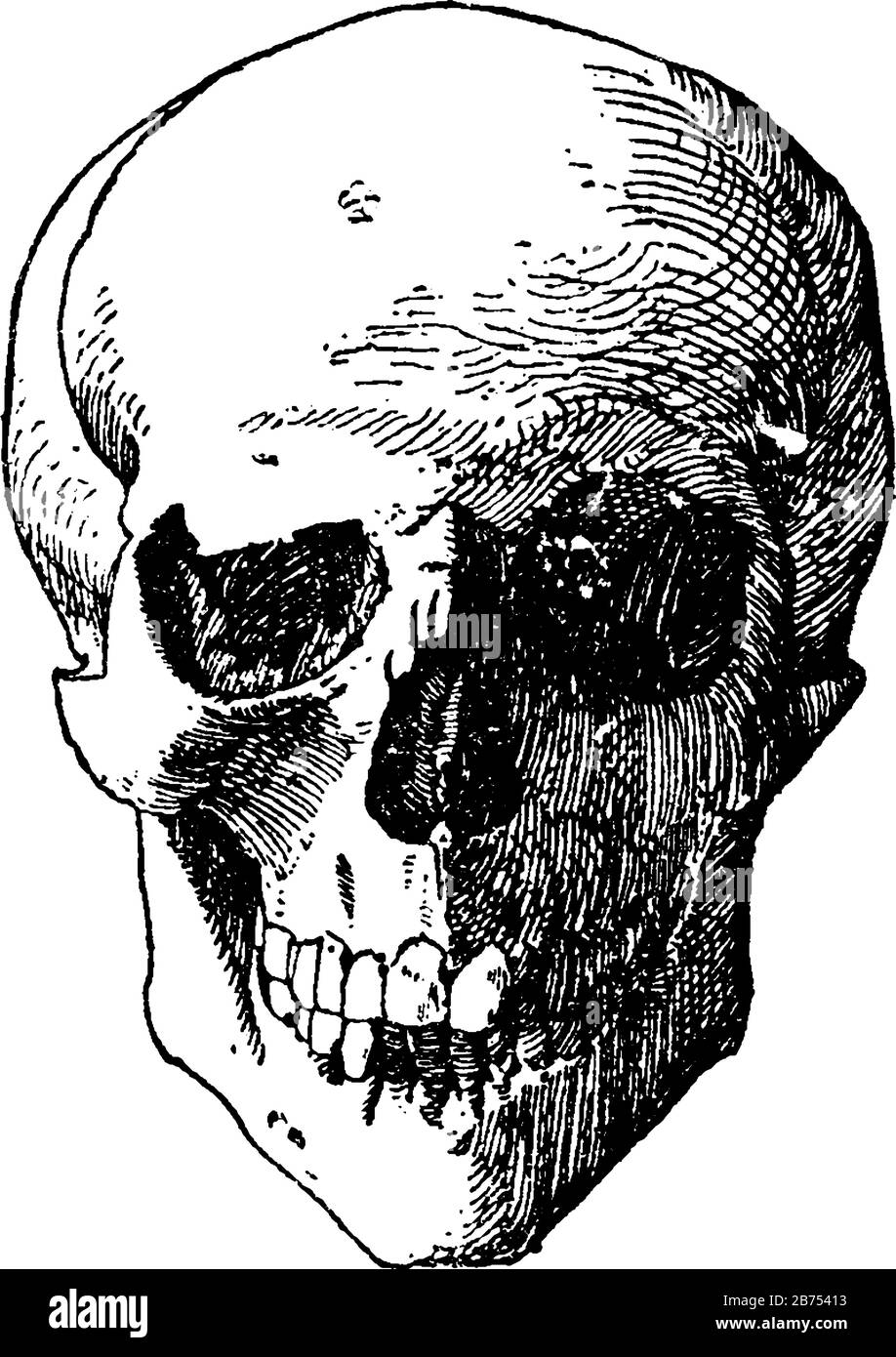 Crâne humain, dessin de ligne vintage ou illustration de gravure. Illustration de Vecteur