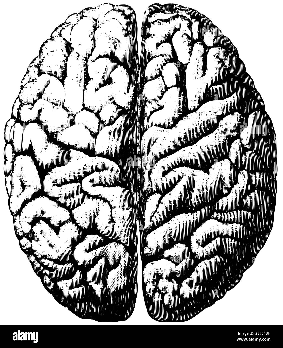 La surface supérieure du Cerebrum Montrant sa division en deux hémisphères et aussi des convolutions, dessin de ligne vintage ou gravure illustrati Illustration de Vecteur