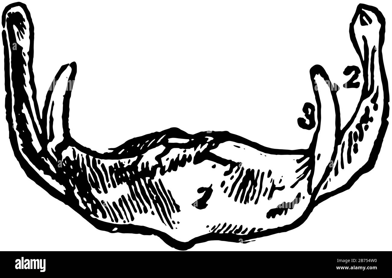 Cette illustration représente l'os Hyoïde, le dessin de lignes vintage ou l'illustration de gravure. Illustration de Vecteur