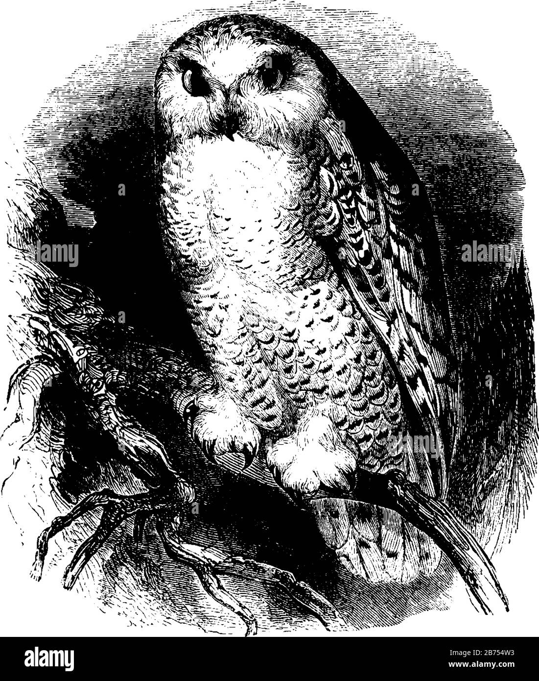Chouette blanche trouvée dans les latitudes plus froides du monde, dessin vintage de ligne ou illustration de gravure. Illustration de Vecteur