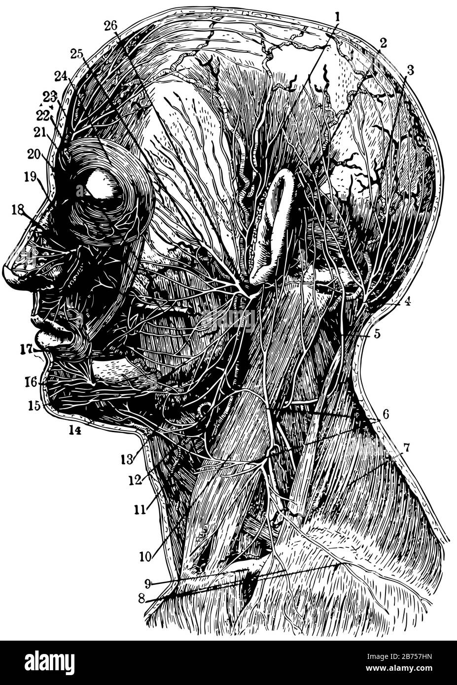 Artère temporelle derrière l'oreille et l'artère occipitale Nerf occipital  Plus Grand, dessin de ligne vintage ou illustration de gravure Image  Vectorielle Stock - Alamy