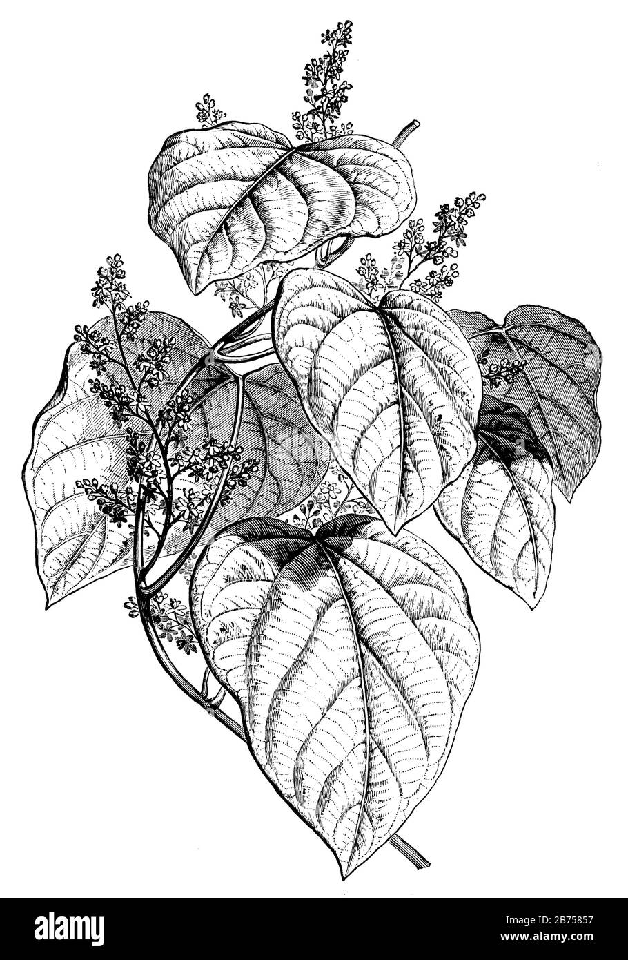 Baies indiennes, Anamirta cocculus, (livre de botanique, 1905) Banque D'Images