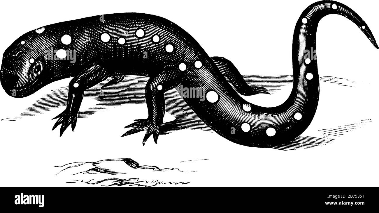 La salamandre de couleur violette vit sous la roche, le dessin de ligne vintage ou l'illustration de gravure. Illustration de Vecteur