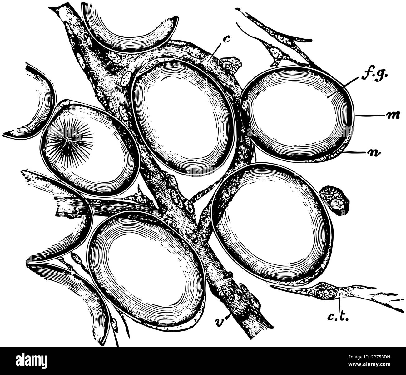 Quelques cellules de chat de la marge d'un lobule de graisse dans le tissu adipeux, dessin de ligne vintage ou illustration de gravure. Illustration de Vecteur