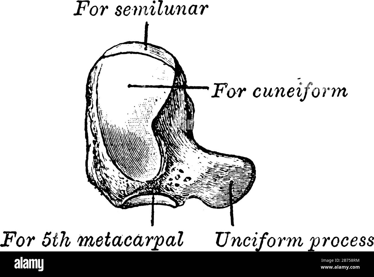 Cette illustration représente l'illustration Unciform, le dessin vintage ou la gravure. Illustration de Vecteur