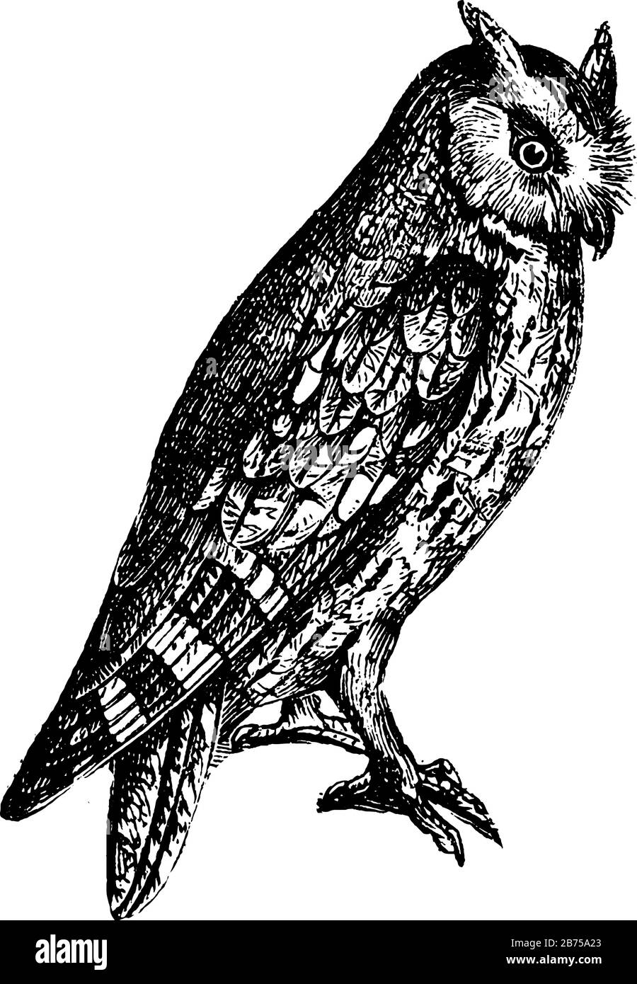 La taille de Scops Eared Owl n'excède pas celle de l'illustration de la thrush, du dessin vintage ou de la gravure. Illustration de Vecteur