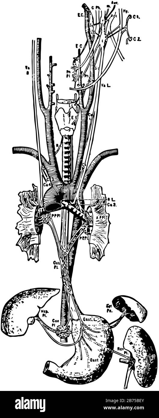 Cette illustration représente la distribution De Nerf pneumogastrique, le dessin de ligne vintage ou l'illustration de gravure. Illustration de Vecteur