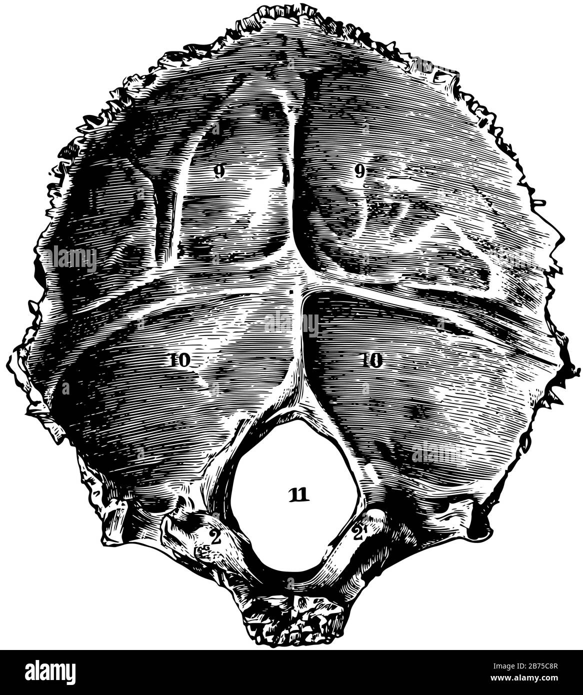 Cette illustration représente l'os occipital du crâne humain, le dessin de ligne vintage ou l'illustration de gravure. Illustration de Vecteur