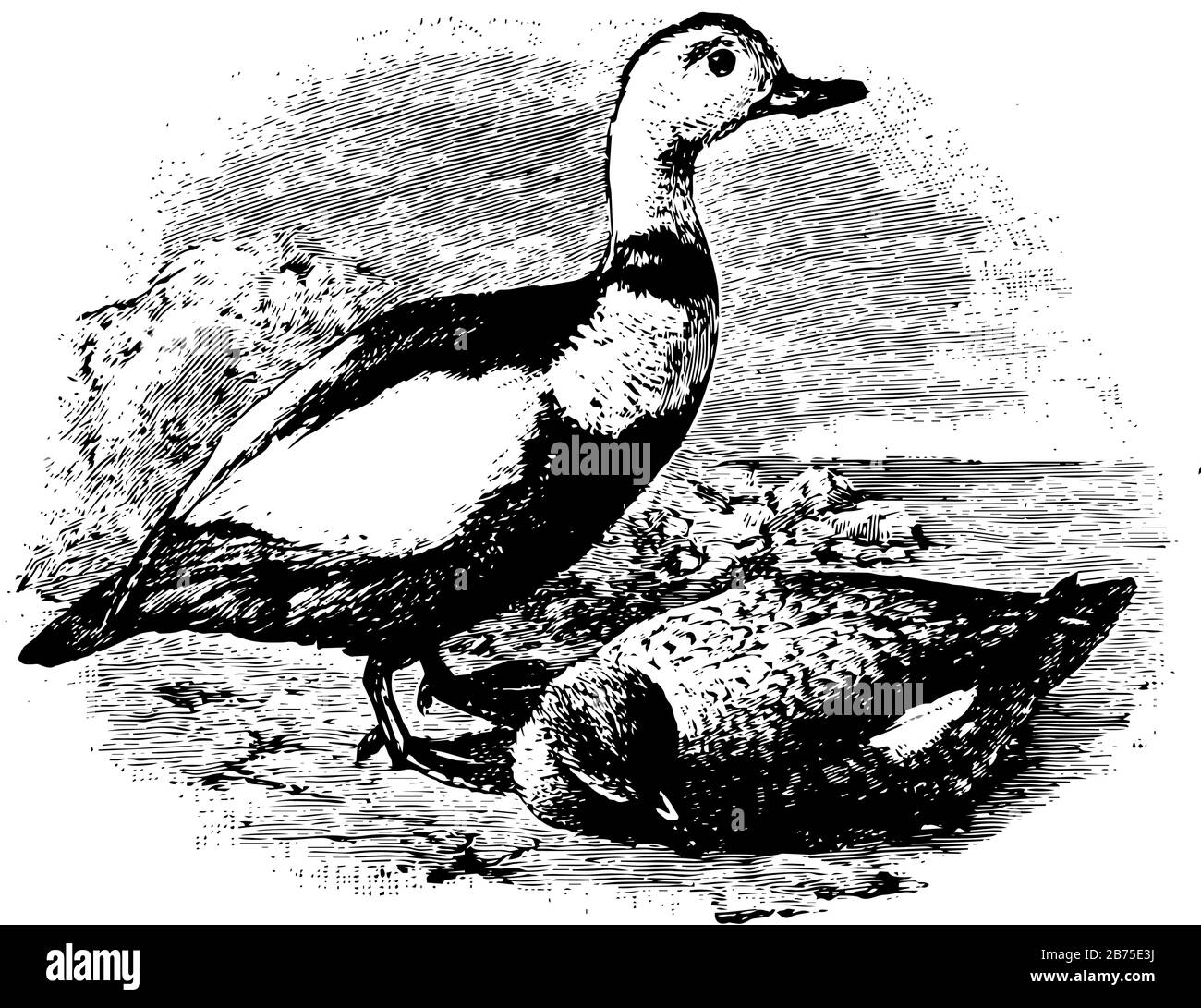 Labrador Ducks était un oiseau nord-américain, un dessin de ligne vintage ou une illustration de gravure. Illustration de Vecteur