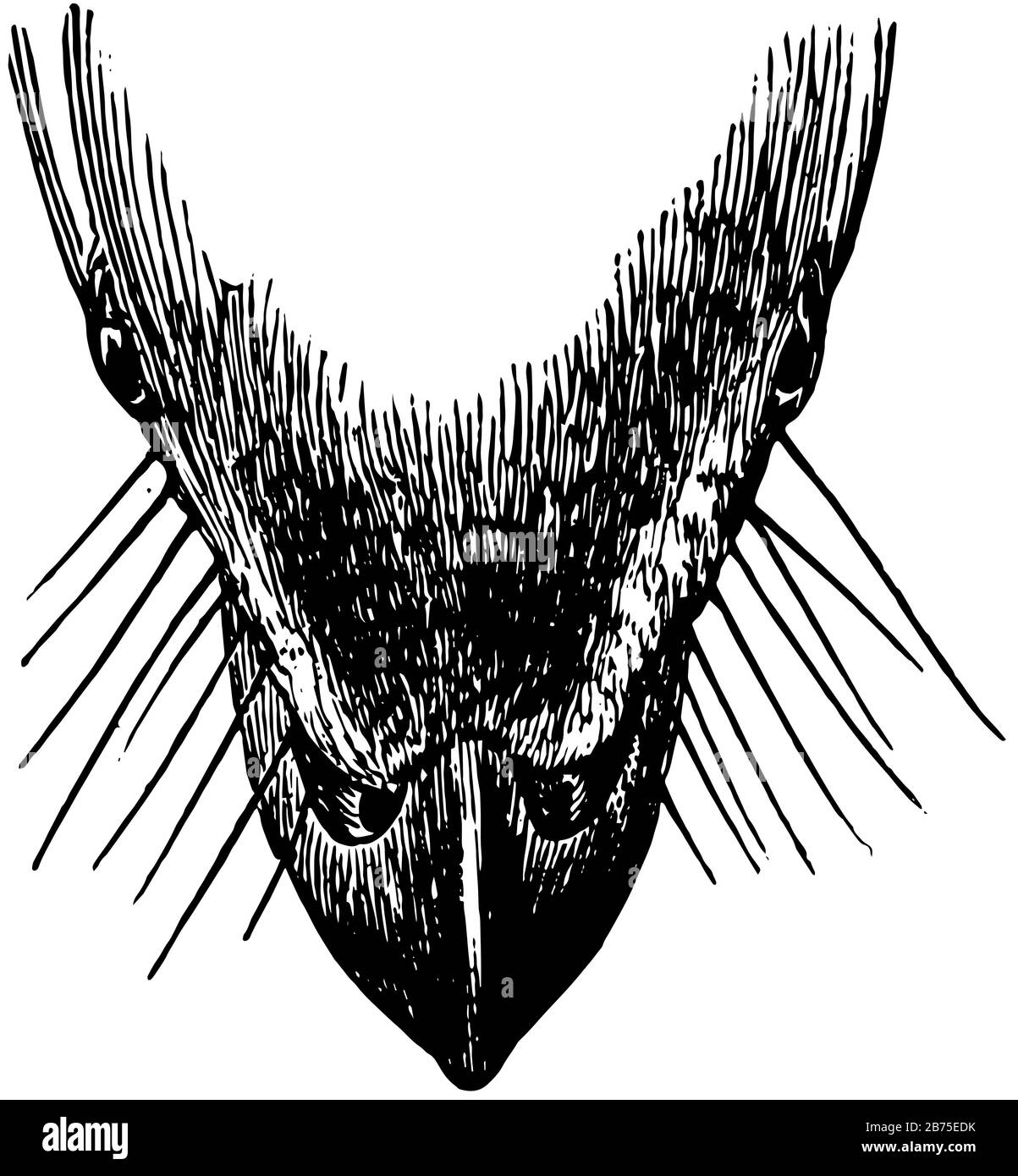 Cette illustration représente le bec d'oiseau, le dessin de ligne vintage ou l'illustration de gravure. Illustration de Vecteur