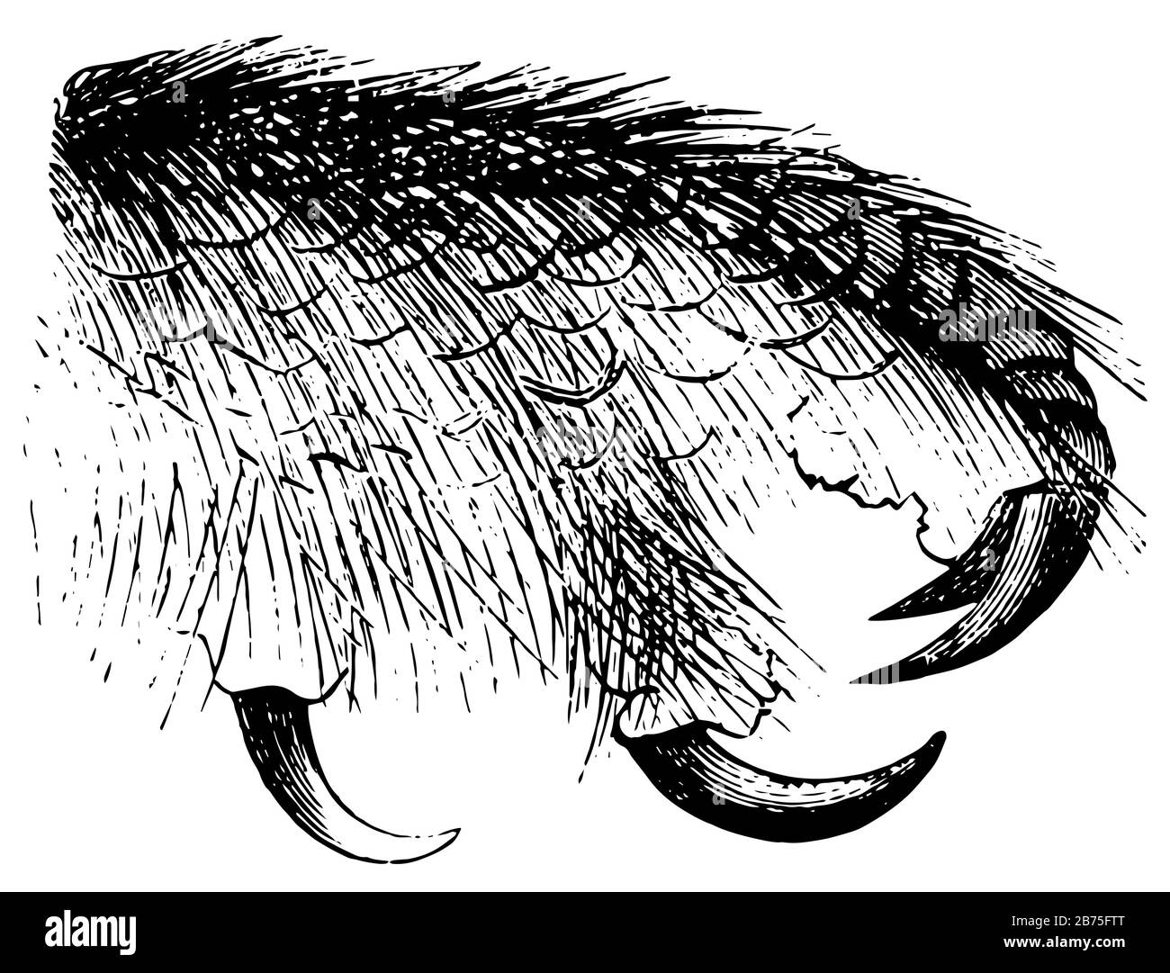Cette image représente le Pied Owl, le dessin de lignes vintage ou l'illustration de gravure. Illustration de Vecteur
