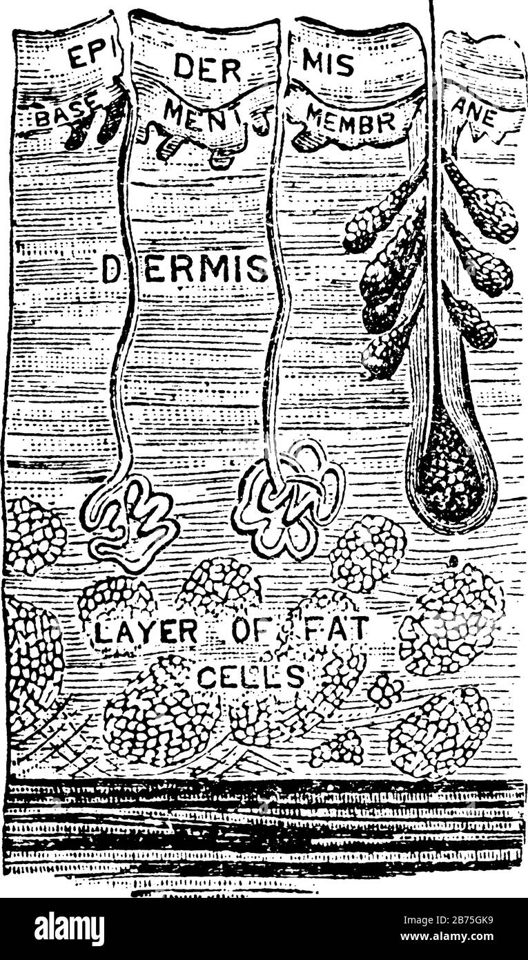 Cette illustration représente La Peau, le dessin de lignes anciennes ou l'illustration de gravure. Illustration de Vecteur