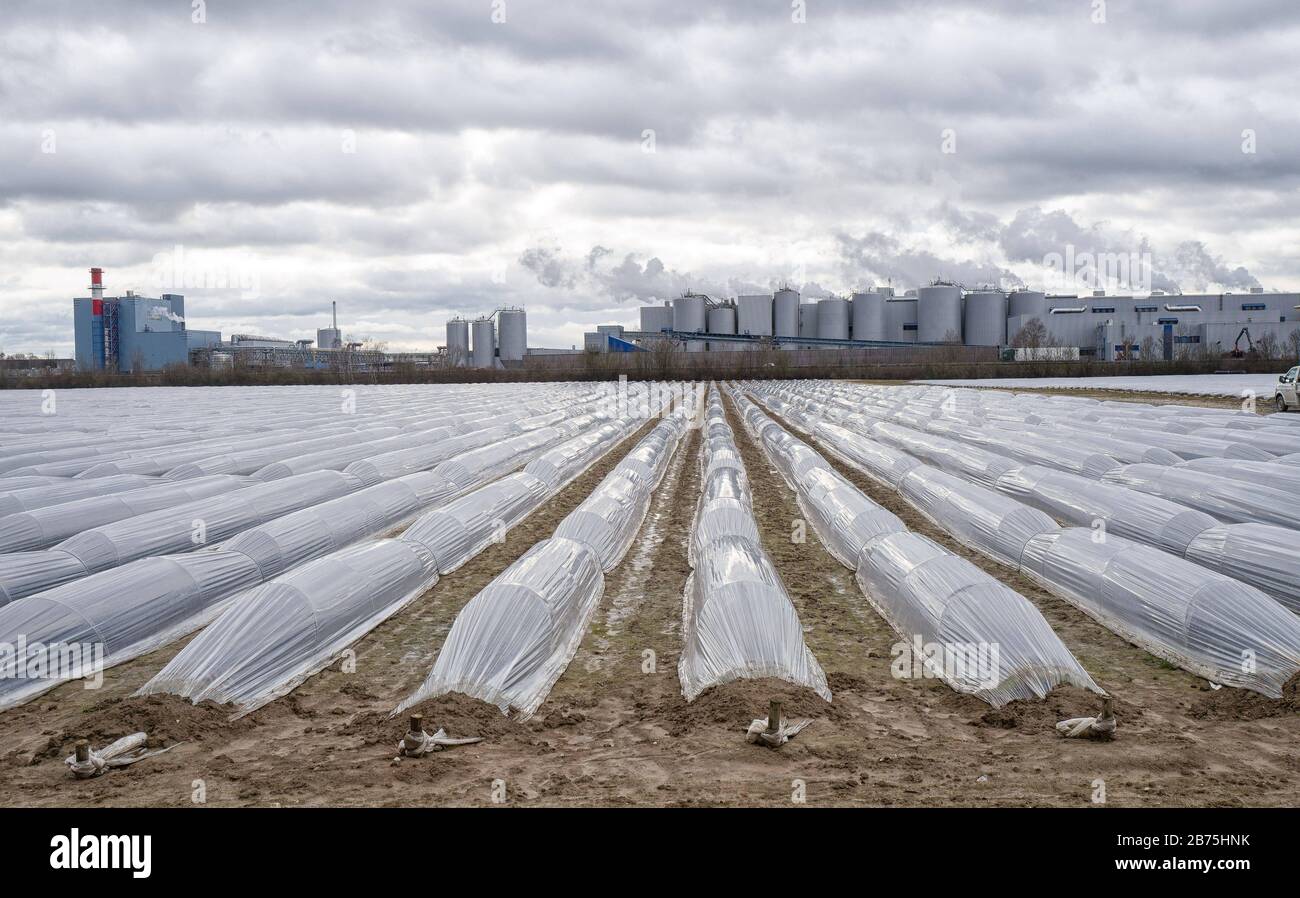 Les bâches en plastique couvrent ce champ chauffé sur l'A92 au nord de Plattling (Gäuboden, Basse-Bavière). [traduction automatique] Banque D'Images