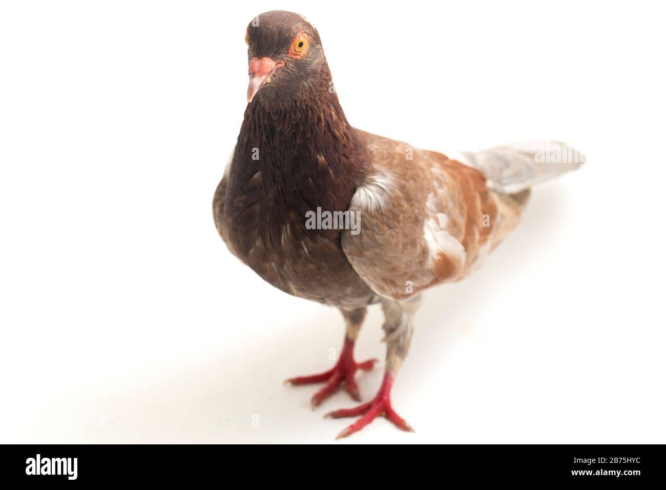 pigeon brun commun ou colombe isolé sur un fond blanc Banque D'Images