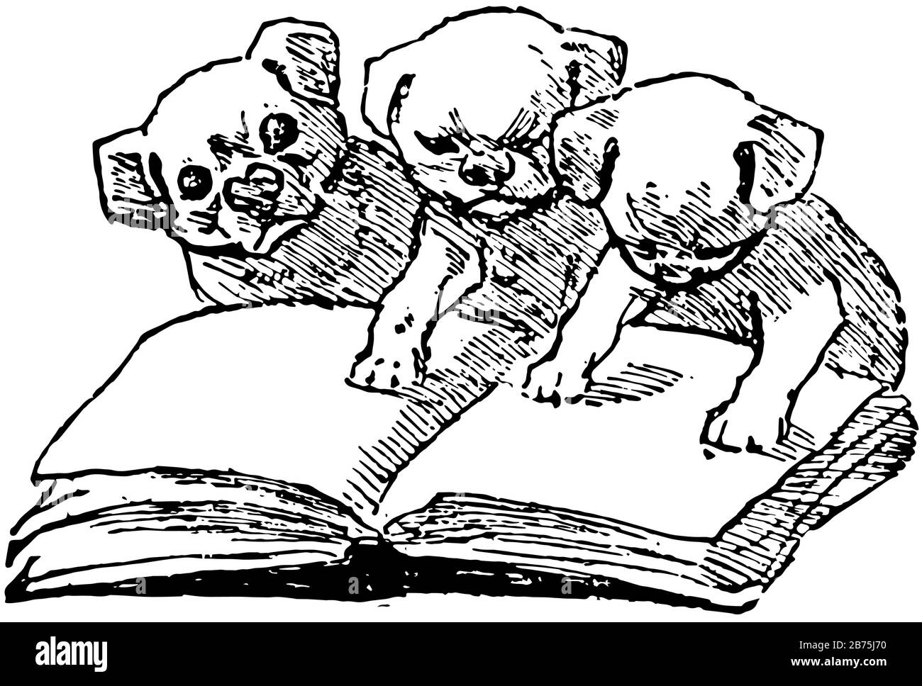 Chiots regardant un livre, mignon, cudly, famille, animaux de compagnie, budge, dessin vintage de ligne ou illustration de gravure. Illustration de Vecteur