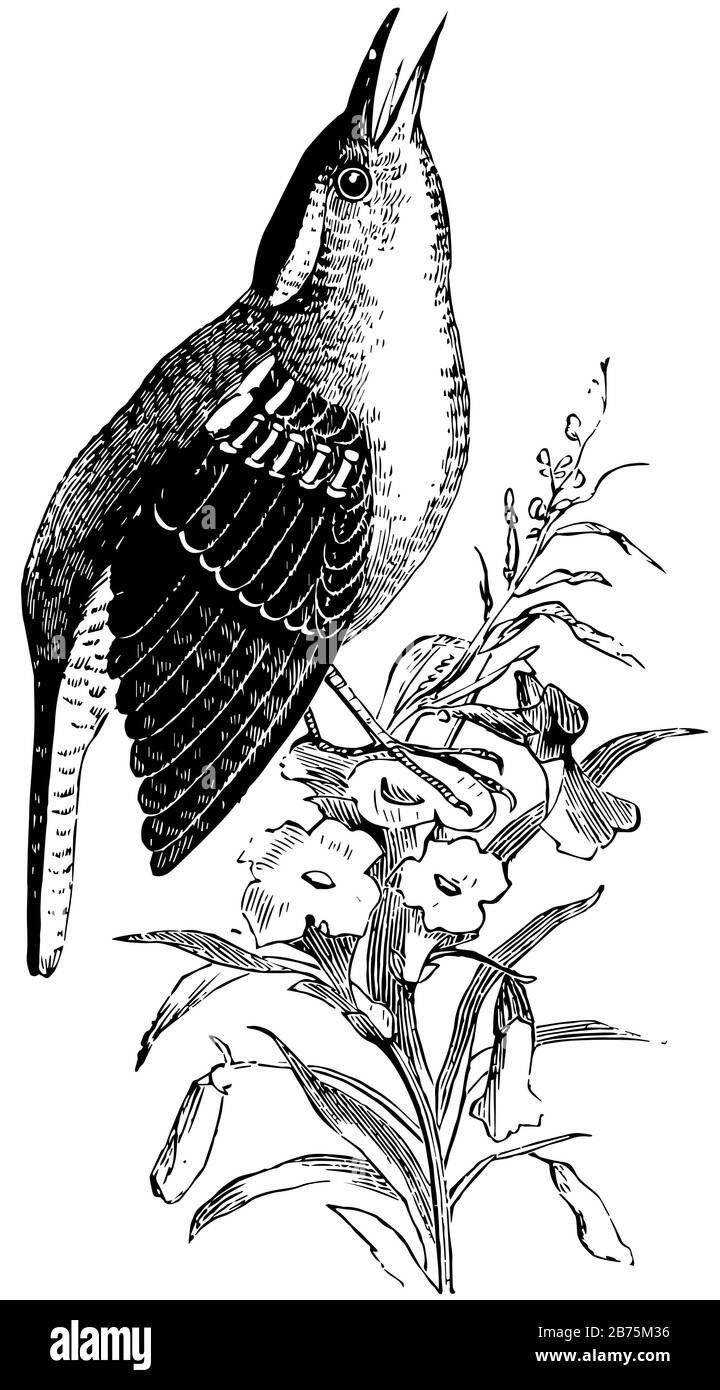 Great Carolina Wren connu pour sa capacité à imiter divers autres oiseaux chanteurs, dessin de ligne vintage ou illustration de gravure. Illustration de Vecteur