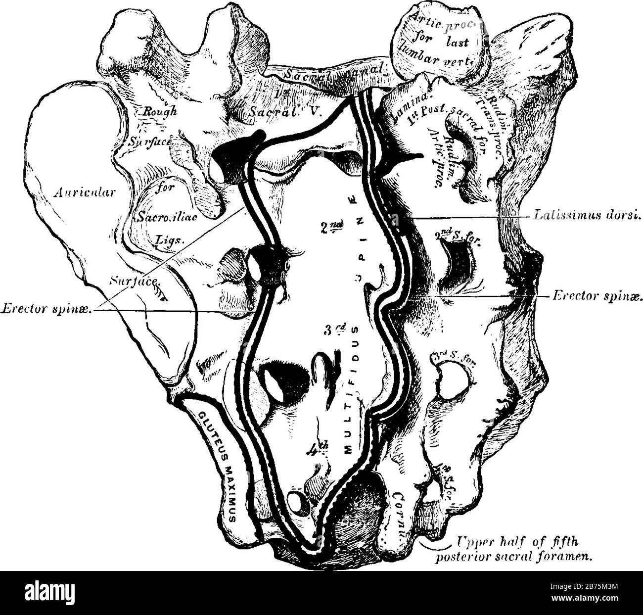 Un grand os triangulaire à la base de la colonne vertébrale à la partie supérieure et arrière de la cavité pelvienne, dessin de ligne vintage ou gravure illustr Illustration de Vecteur