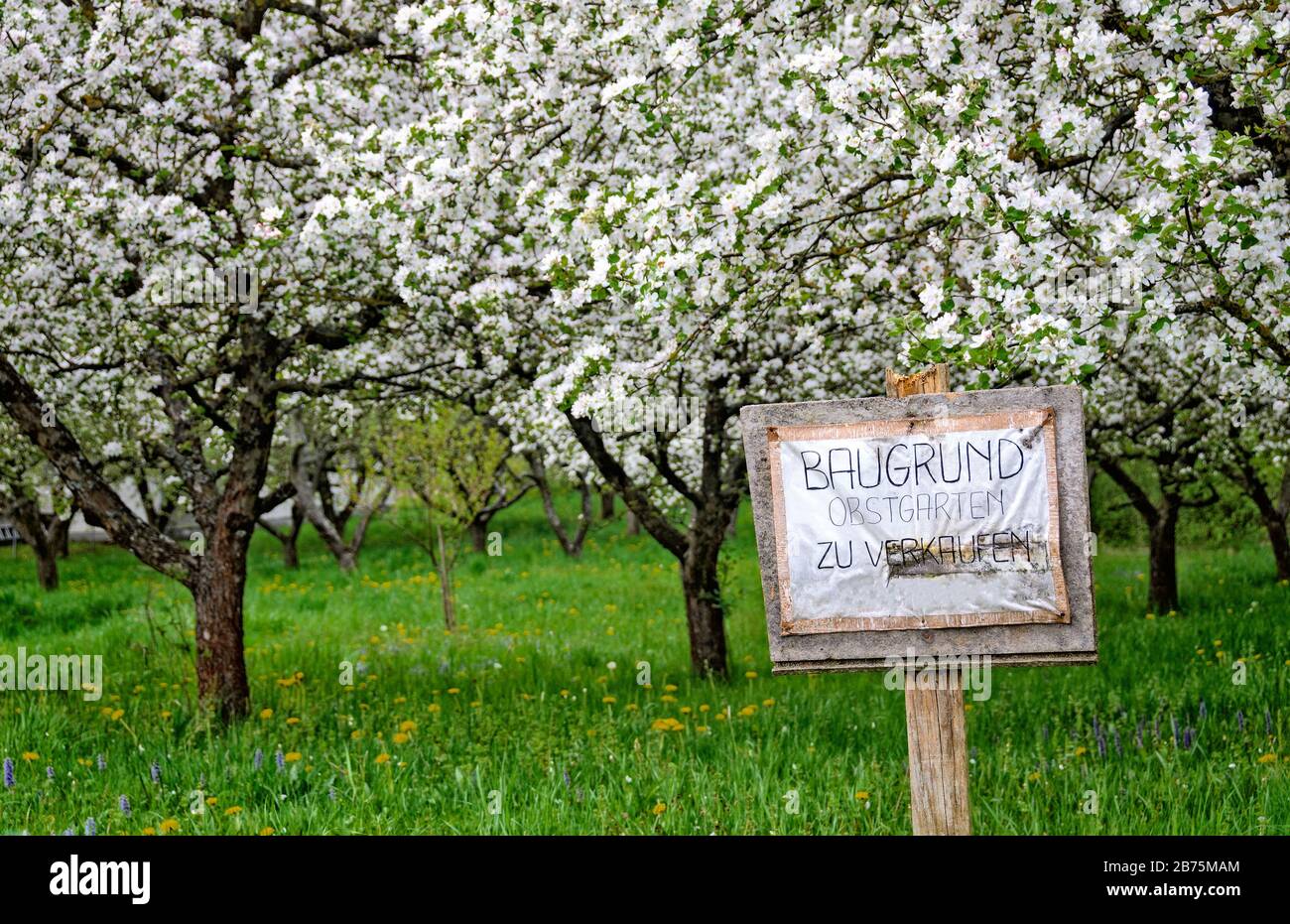 Arbres fruitiers florissants et bouclier avec annonce "construire verger de terrain à vendre", Autriche Banque D'Images
