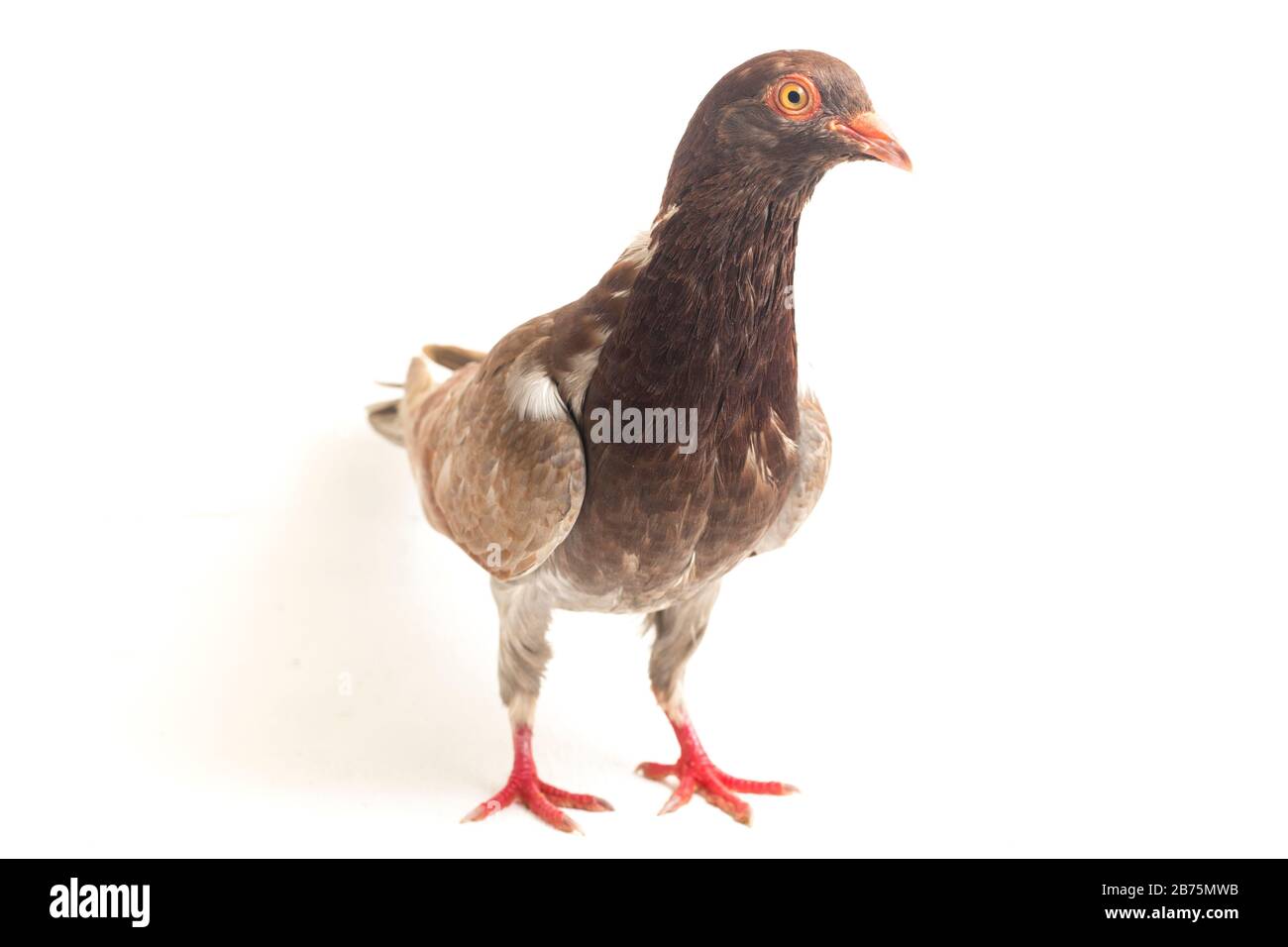 pigeon brun commun ou colombe isolé sur un fond blanc Banque D'Images