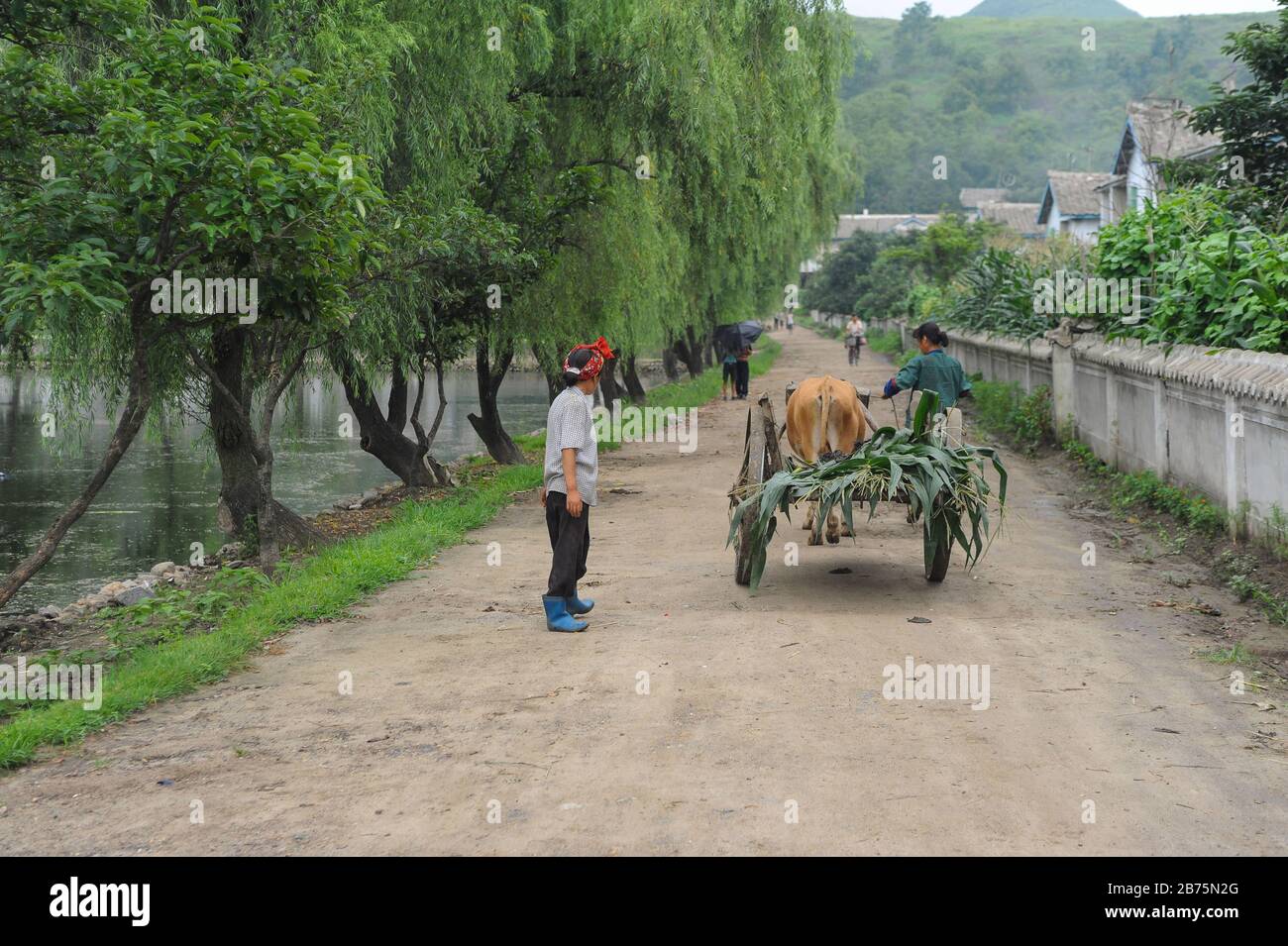 12.08.2012, Wonsan, Corée du Nord, Asie - deux agricultrices nord-coréennes se tiennent à côté d'un panier de bœuf dans le Chonsam kolkhoz près de la ville de Wonsan. [traduction automatique] Banque D'Images