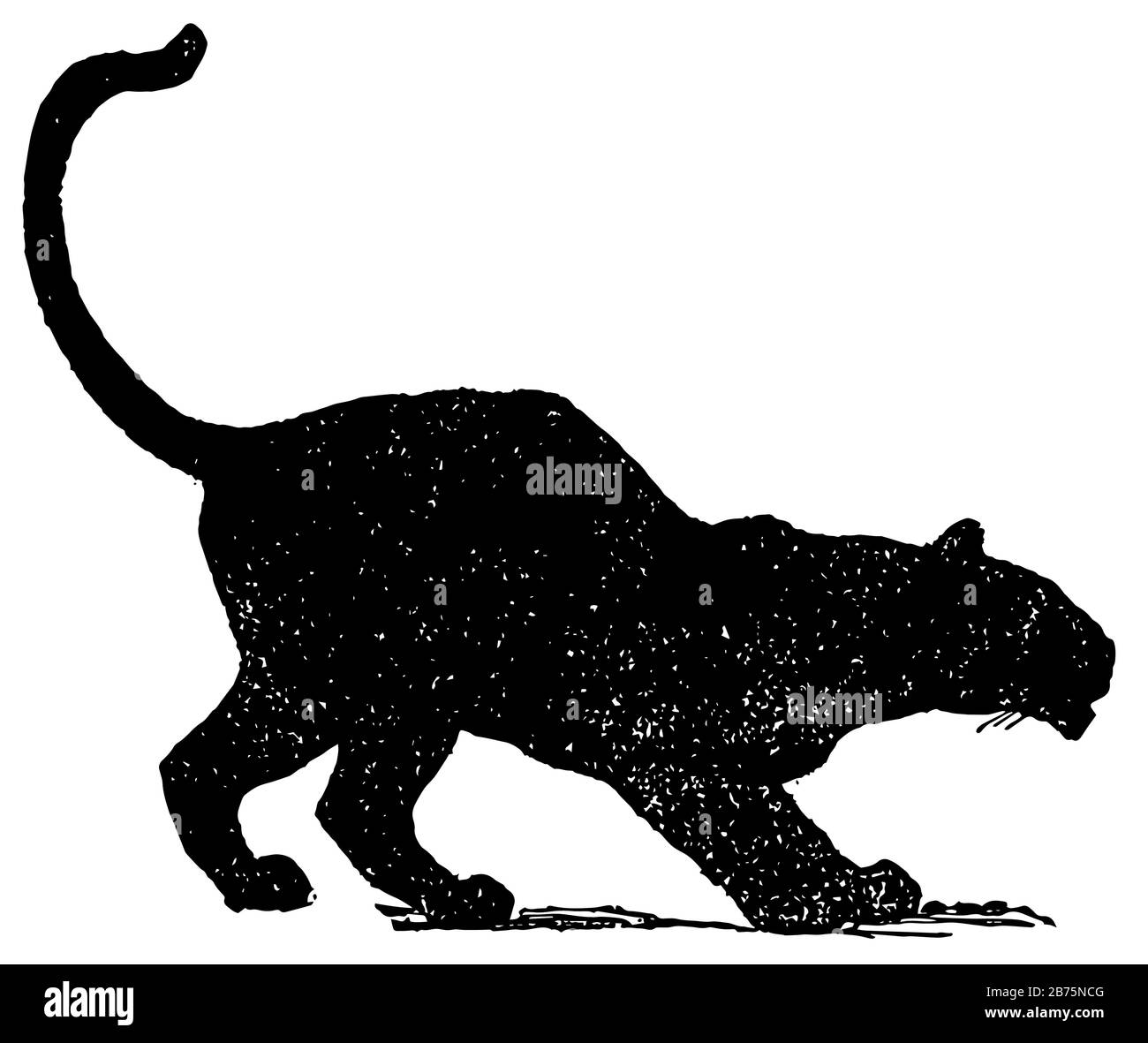 Mowgli S Brothers Cette Photo Montre Une Panthere Noire Un Dessin Vintage Ou Une Illustration De Gravure Image Vectorielle Stock Alamy Mowgli S Brothers Cette Photo Montre Une Panthere Noire Un Dessin Vintage Ou Une Illustration De Gravure Image Vectorielle Stock Alamy
