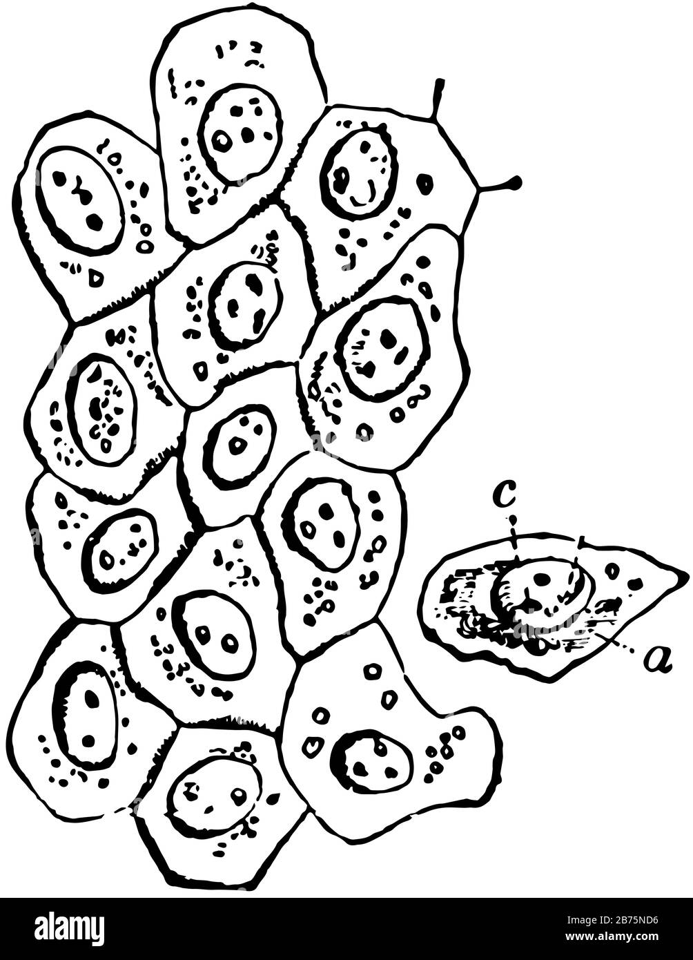 Cellules de l'épithélium plat à partir de la surface du péritoine, dessin de ligne vintage ou illustration de gravure. Illustration de Vecteur