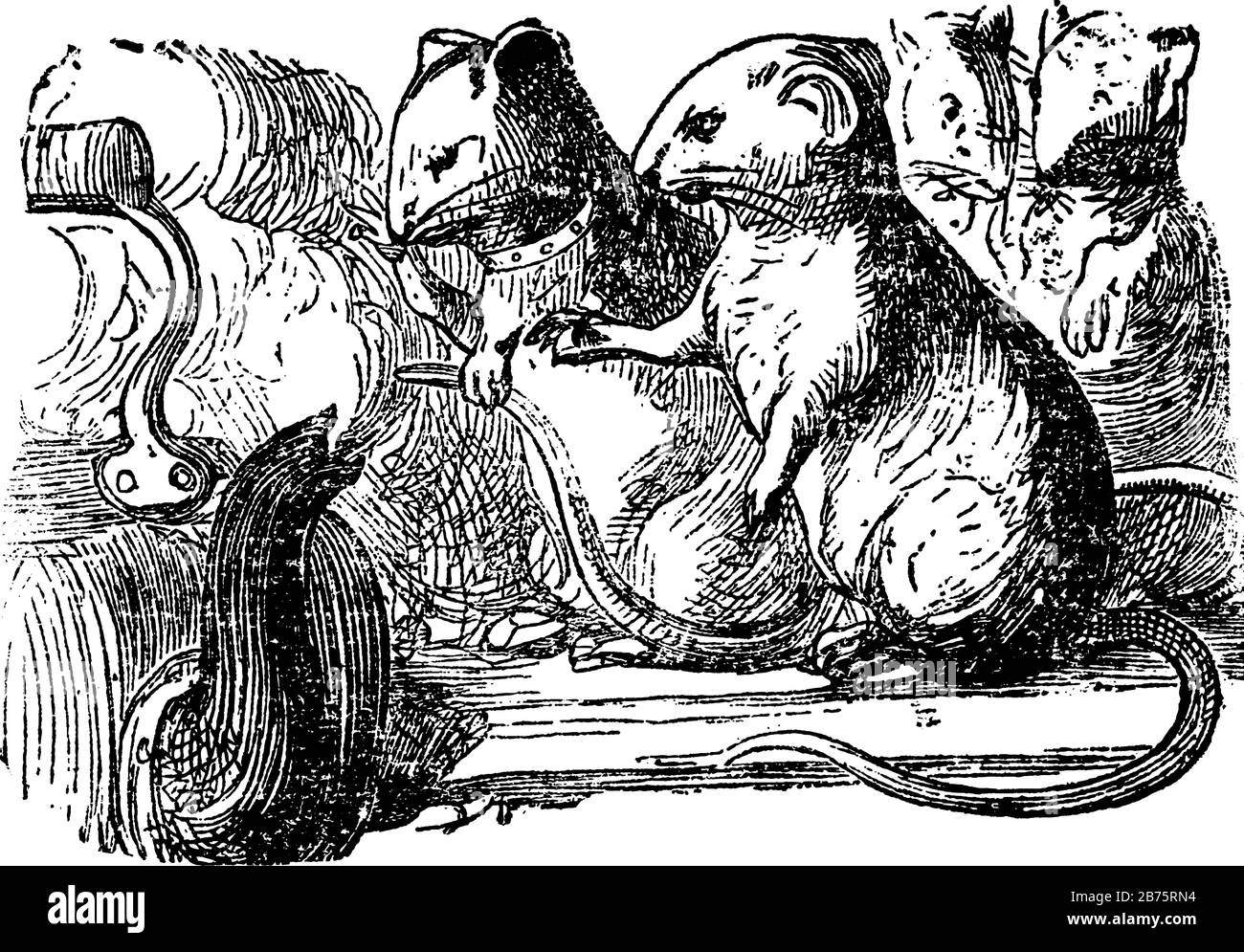 Souris avec bouilloire, dessin vintage ou illustration de gravure Illustration de Vecteur