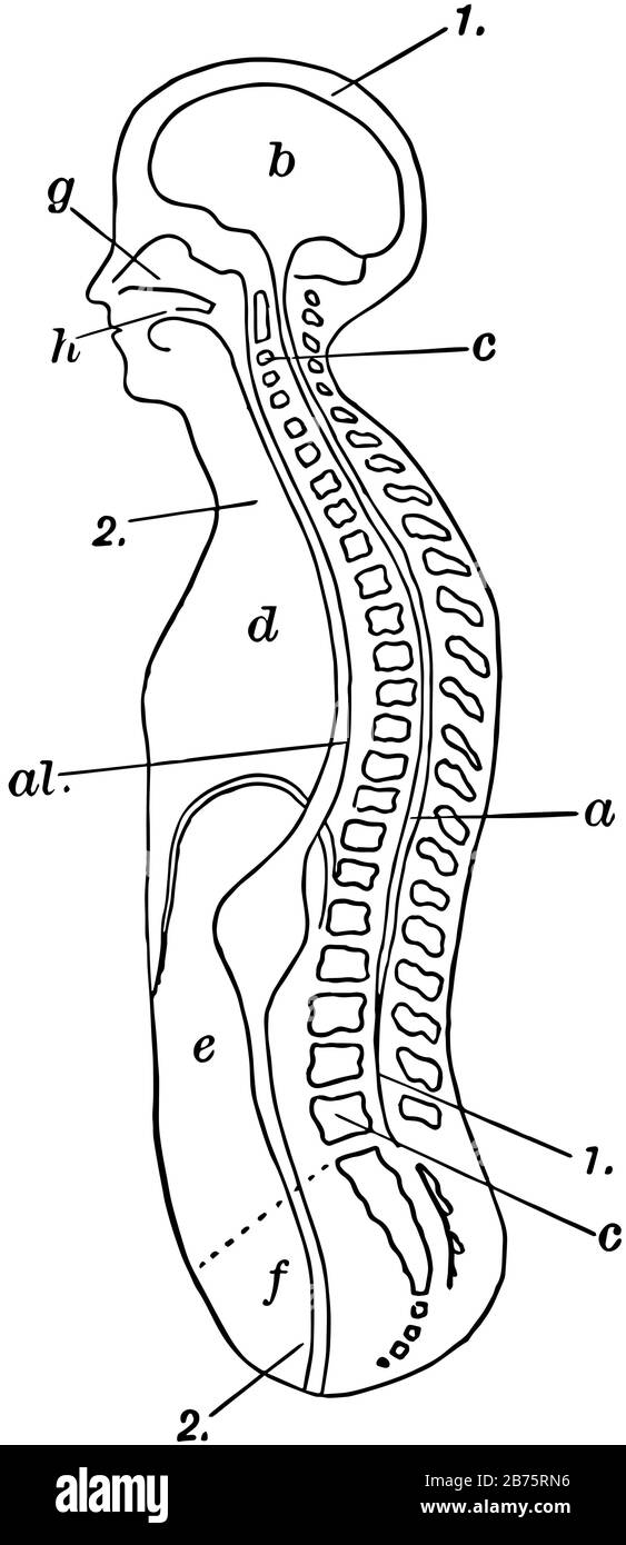 Section longitudinale diagrammatique du tronc et de la tête, dessin de ligne vintage ou illustration de gravure. Illustration de Vecteur