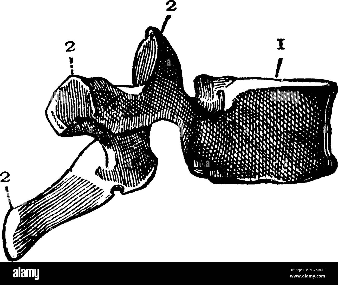 Cette illustration représente Les Vertèbres, le dessin de lignes anciennes ou l'illustration de gravure. Illustration de Vecteur