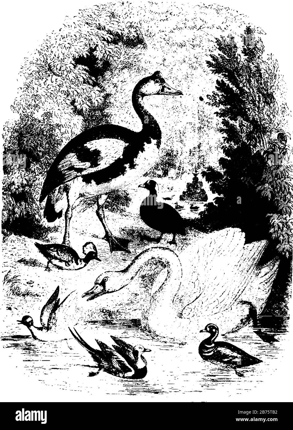 Groupe de chouette d'eau avec fontaine et étang visible à l'arrière-plan, dessin de ligne vintage ou illustration de gravure. Illustration de Vecteur