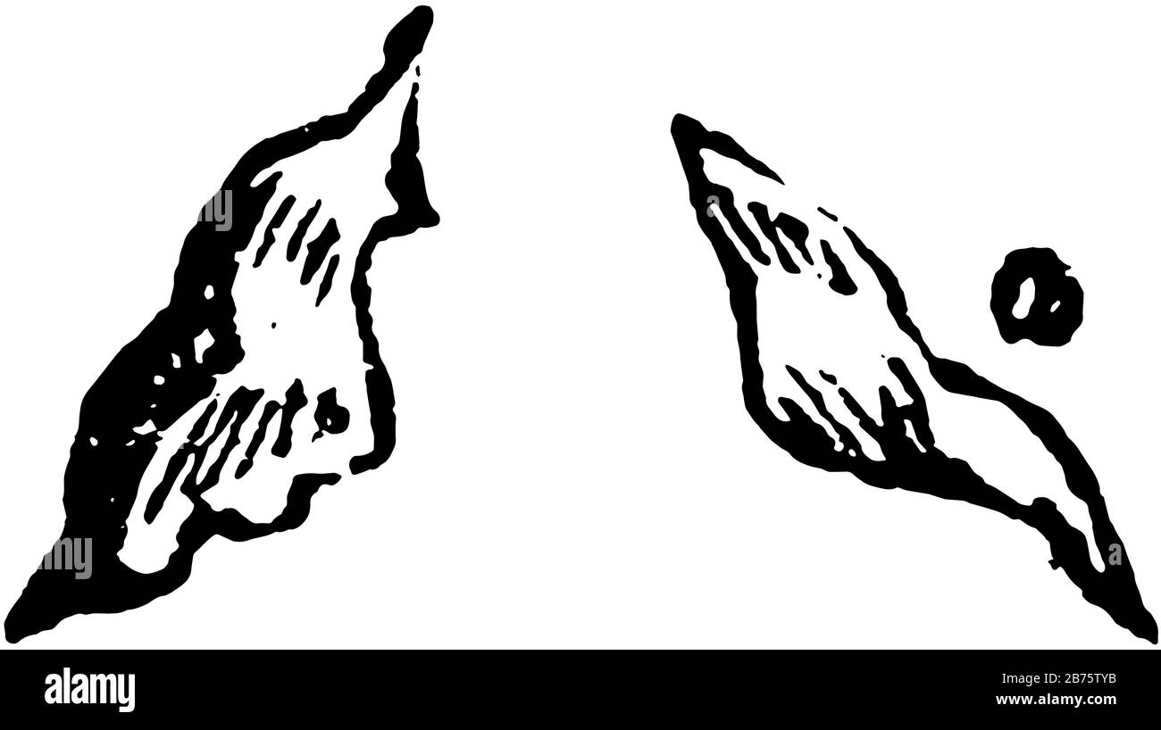 Ce diagramme représente Les Cartilages aryténoïdes du Larynx, le dessin de lignes anciennes ou l'illustration de la gravure. Illustration de Vecteur
