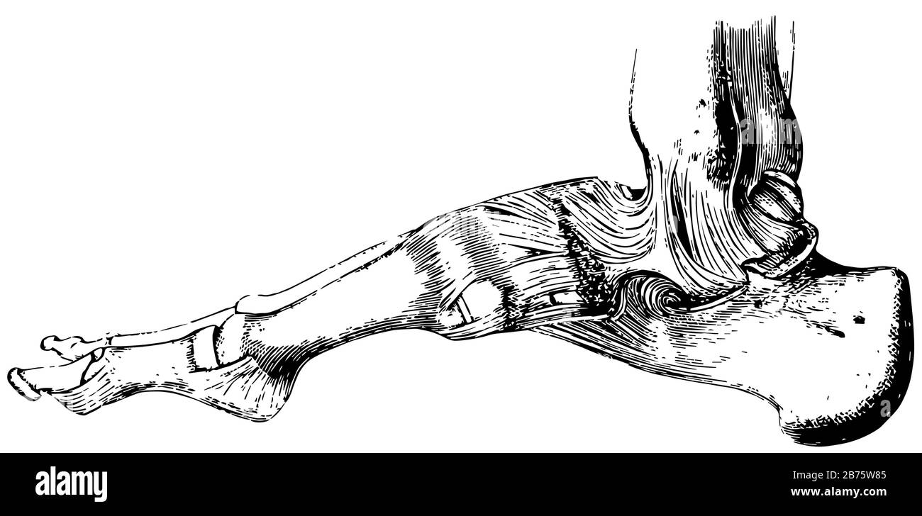 Les os sont fixés ensemble et leurs mouvements sont limités par des dessins ou des illustrations de gravure de lignes d'époque. Illustration de Vecteur Les os sont fixés ensemble et leurs mouvements sont limités par des dessins ou des illustrations de gravure de lignes d'époque. Illustration de Vecteur
