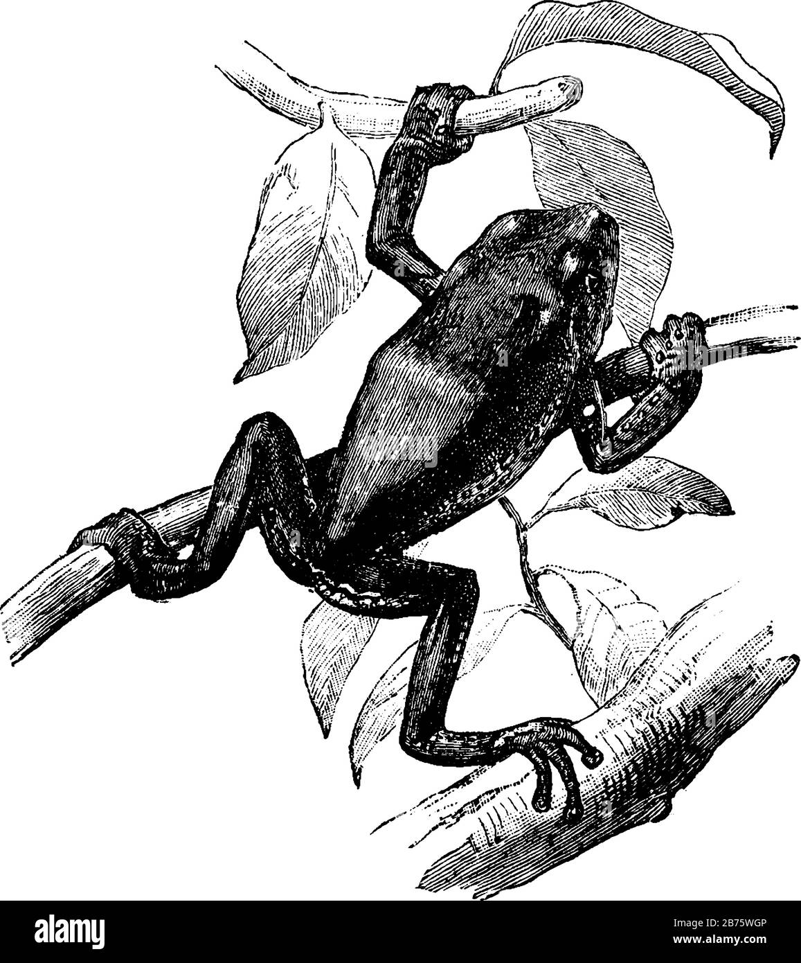 Une grenouille d'arbre perchée sur de nombreuses branches, dessin vintage ou illustration de gravure. Illustration de Vecteur