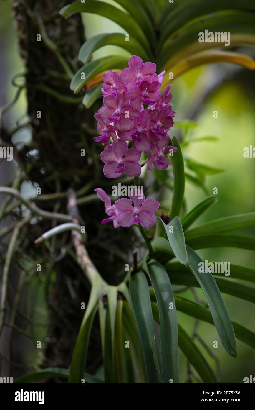 Orchidées visibles sur les branches des arbres à proximité. Banque D'Images